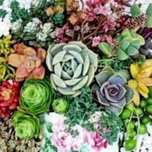 Meet your Posher, Janet elaine